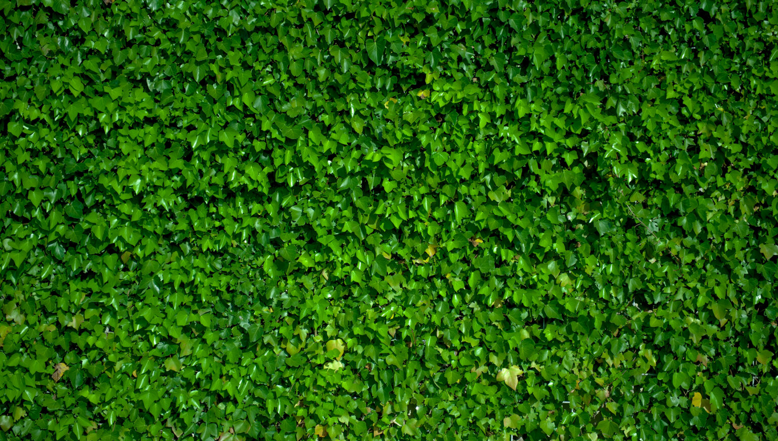 A Wall Of Ivy